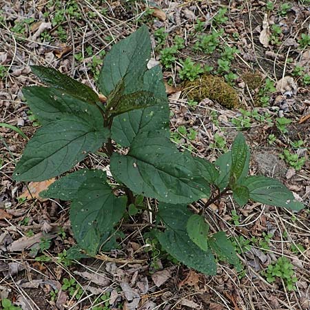 Scrophularia nodosa \ Knotige Braunwurz / Common Figwort, D Viernheim 10.5.2021