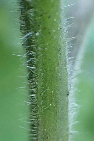 Solanum nigrum subsp. schultesii \ Schultes' Nachtschatten, T�uschender Nachtschatten / Schultes's Nightshade, D Mannheim 11.7.2021