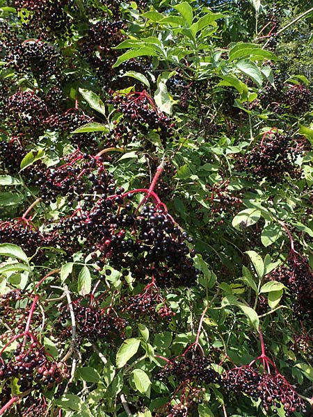 Sambucus nigra \ Schwarzer Holunder / Elder, D Neuleiningen 26.8.2021