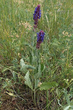 Salvia nemorosa \ Hain-Salbei, Steppen-Salbei / Balkan Clary, D Th&uuml;ringen, Erfurt 6.6.2022