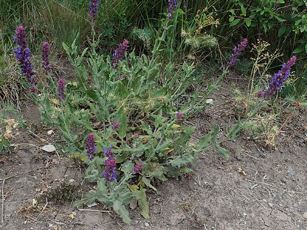 Salvia nemorosa \ Hain-Salbei, Steppen-Salbei / Balkan Clary, D Th&uuml;ringen, Erfurt 6.6.2022