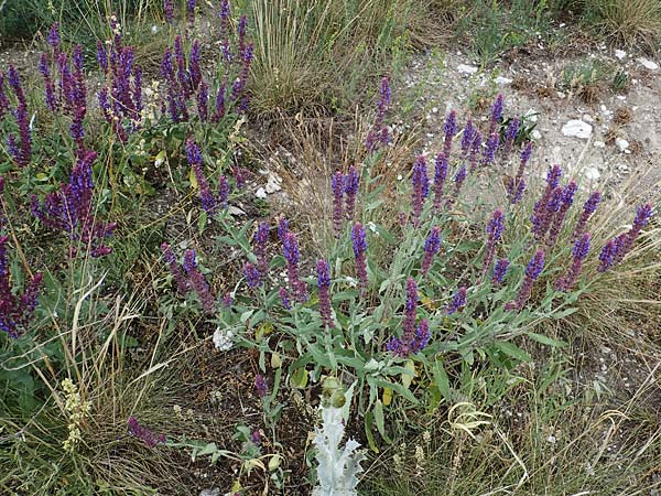 Salvia nemorosa \ Hain-Salbei, Steppen-Salbei / Balkan Clary, D Th&uuml;ringen, Erfurt 6.6.2022