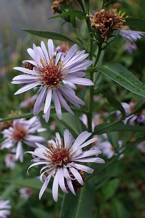 Symphyotrichum novae-angliae \ Neuengland-Herbstaster, Raublatt-Herbstaster / Michaelmas Daisy, New York Aster, D Eppenbrunn 3.11.2022