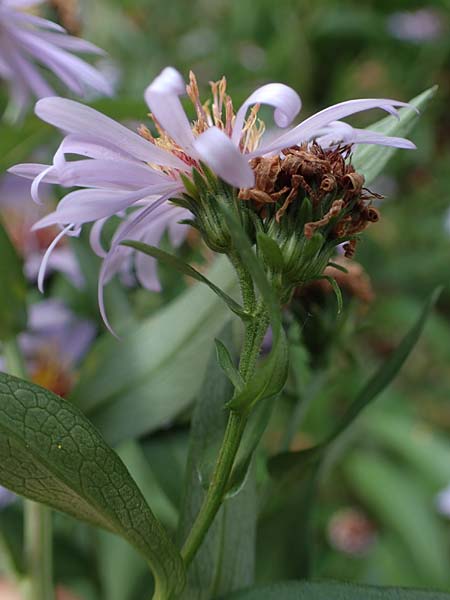 Symphyotrichum novae-angliae \ Neuengland-Herbstaster, Raublatt-Herbstaster / Michaelmas Daisy, New York Aster, D Eppenbrunn 3.11.2022