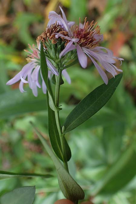 Symphyotrichum novae-angliae \ Neuengland-Herbstaster, Raublatt-Herbstaster / Michaelmas Daisy, New York Aster, D Eppenbrunn 3.11.2022