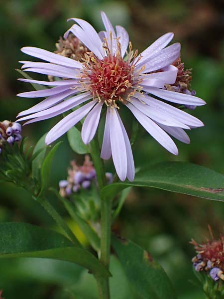 Symphyotrichum novae-angliae \ Neuengland-Herbstaster, Raublatt-Herbstaster / Michaelmas Daisy, New York Aster, D Eppenbrunn 3.11.2022