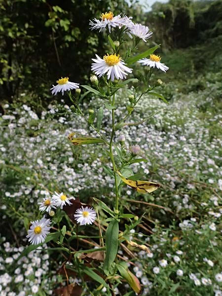 Symphyotrichum novi-belgii \ Neubelgien-Herbst-Aster, Glattblatt-Aster / Michaelmas Daisy, New York Aster, D Germersheim 8.10.2023