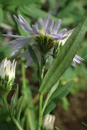 Symphyotrichum novi-belgii \ Neubelgien-Herbst-Aster, Glattblatt-Aster / Michaelmas Daisy, New York Aster, D Germersheim 8.10.2023