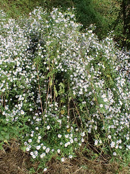 Symphyotrichum novi-belgii \ Neubelgien-Herbst-Aster, Glattblatt-Aster / Michaelmas Daisy, New York Aster, D Germersheim 8.10.2023