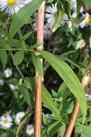 Symphyotrichum novi-belgii \ Neubelgien-Herbst-Aster, Glattblatt-Aster / Michaelmas Daisy, New York Aster, D Germersheim 8.10.2023