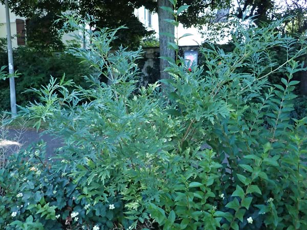 Sambucus nigra forma laciniata \ Geschlitztbl&auml;ttriger Schwarzer Holunder / Fernleaf Elder, D Mannheim 29.7.2024