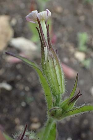 Silene noctiflora \ Nacht-Leimkraut, Acker-Lichtnelke / Night-Flowering Catchfly, D Botan. Gar.  Universit.  Ulm 26.5.2025