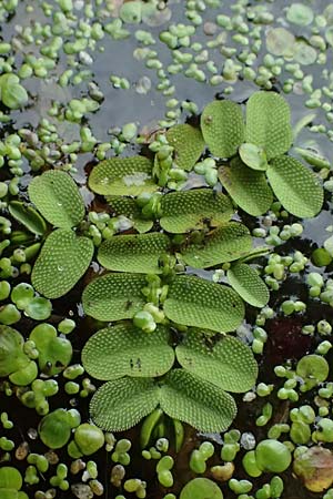 Salvinia natans \ Gemeiner Schwimmfarn / Floating Moss, D Landkreis Karlsruhe, Oberhausen-Rheinhausen 25.7.2025