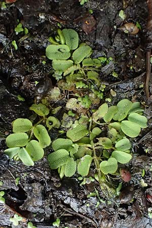 Salvinia natans \ Gemeiner Schwimmfarn / Floating Moss, D Landkreis Karlsruhe, Oberhausen-Rheinhausen 25.7.2025