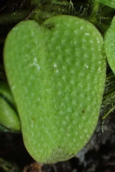 Salvinia natans \ Gemeiner Schwimmfarn / Floating Moss, D Landkreis Karlsruhe, Oberhausen-Rheinhausen 25.7.2025