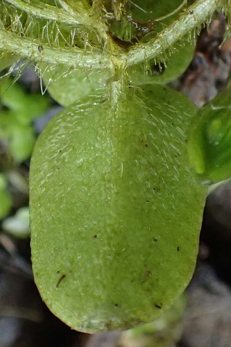 Salvinia natans \ Gemeiner Schwimmfarn / Floating Moss, D Landkreis Karlsruhe, Oberhausen-Rheinhausen 25.7.2025
