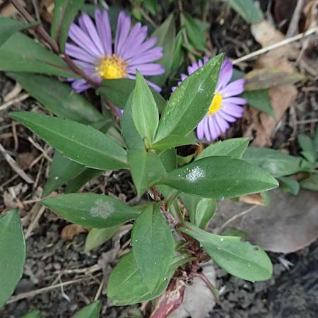 Symphyotrichum novae-angliae \ Neuengland-Herbstaster, Raublatt-Herbstaster / Michaelmas Daisy, New York Aster, D Mannheim 15.10.2025