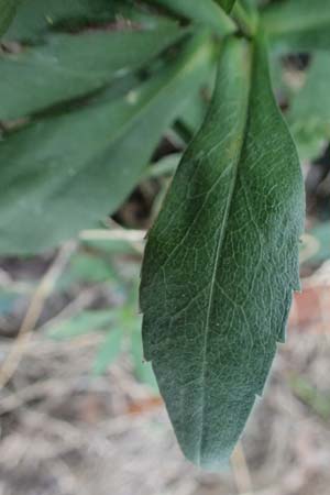 Symphyotrichum novae-angliae \ Neuengland-Herbstaster, Raublatt-Herbstaster / Michaelmas Daisy, New York Aster, D Mannheim 15.10.2025