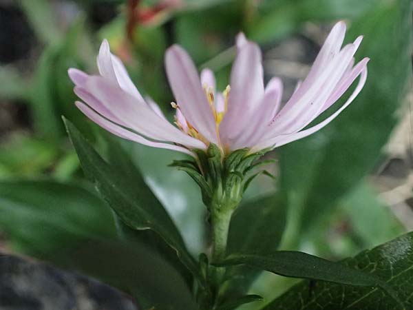 Symphyotrichum novae-angliae \ Neuengland-Herbstaster, Raublatt-Herbstaster / Michaelmas Daisy, New York Aster, D Mannheim 15.10.2025