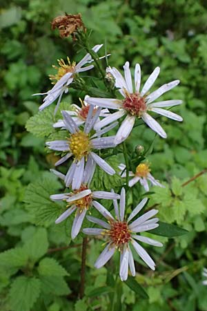 Symphyotrichum novae-angliae \ Neuengland-Herbstaster, Raublatt-Herbstaster / Michaelmas Daisy, New York Aster, D Karlsruhe 25.10.2025