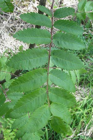 Sorbus aucuparia \ Vogelbeere, Eberesche / Rowan, D H&uuml;fingen 18.5.2007