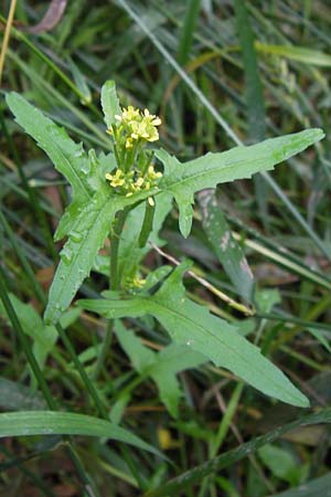 Sisymbrium officinale \ Weg-Rauke / Hedge Mustard, D Mainz 30.6.2012