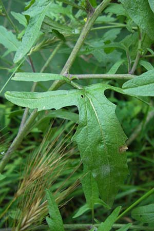 Sisymbrium officinale \ Weg-Rauke / Hedge Mustard, D Mainz 30.6.2012