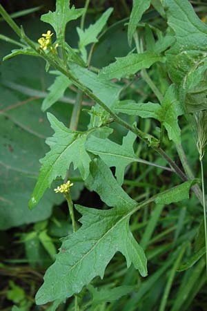 Sisymbrium officinale \ Weg-Rauke / Hedge Mustard, D Mainz 30.6.2012