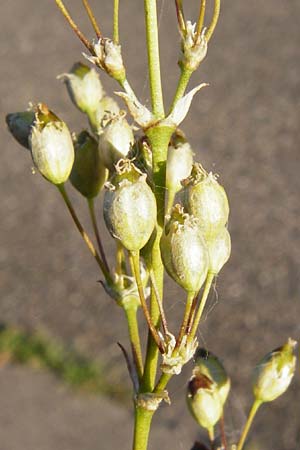 Silene otites \ Ohrl�ffel-Leimkraut / Spanish Catchfly, D Sandhausen 2.7.2015