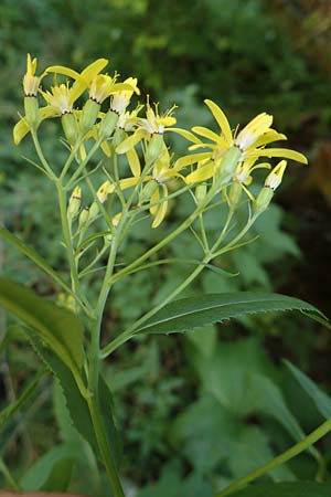 Senecio ovatus \ Fuchssches Greiskraut, Fuchs-Kreuzkraut / Woundwort, Wood Ragwort, D Beuron 26.7.2015