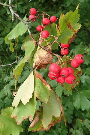 Sorbus latifolia s.l. \ Breitbl&auml;ttrige Mehlbeere / Broad-Leaved European Mountain-Ash, D Bensheim 13.9.2015