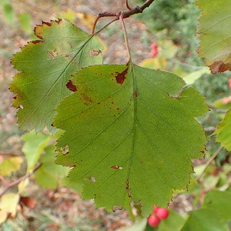 Sorbus latifolia s.l. \ Breitbl&auml;ttrige Mehlbeere / Broad-Leaved European Mountain-Ash, D Bensheim 13.9.2015