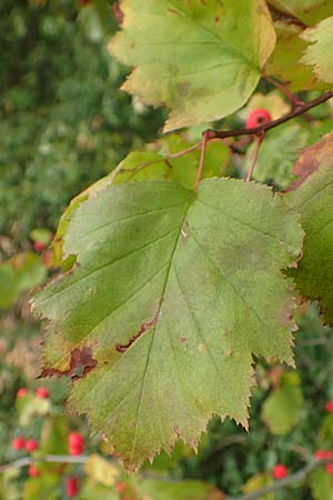 Sorbus latifolia s.l. \ Breitbl&auml;ttrige Mehlbeere / Broad-Leaved European Mountain-Ash, D Bensheim 13.9.2015