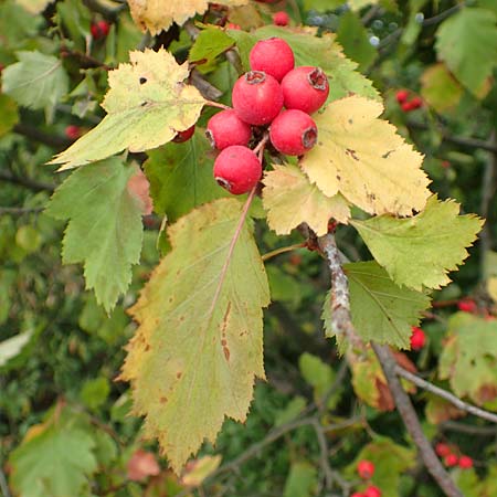 Sorbus latifolia s.l. \ Breitbl&auml;ttrige Mehlbeere / Broad-Leaved European Mountain-Ash, D Bensheim 13.9.2015