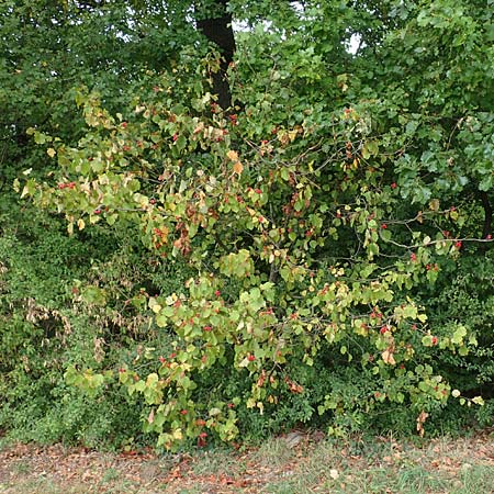 Sorbus latifolia s.l. \ Breitbl&auml;ttrige Mehlbeere / Broad-Leaved European Mountain-Ash, D Bensheim 13.9.2015