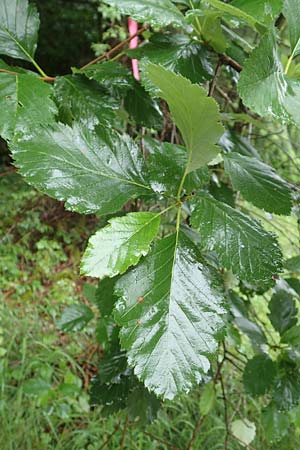 Sorbus lonetalensis \ Lonetal-Mehlbeere / Lonetal Whitebeam, D Lonetal bei/near Bissingen 9.6.2016