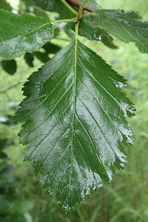 Sorbus lonetalensis \ Lonetal-Mehlbeere / Lonetal Whitebeam, D Lonetal bei/near Bissingen 9.6.2016