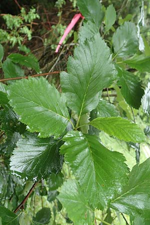 Sorbus lonetalensis \ Lonetal-Mehlbeere / Lonetal Whitebeam, D Lonetal bei/near Bissingen 9.6.2016