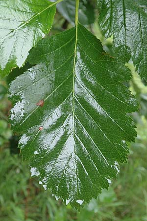 Sorbus lonetalensis \ Lonetal-Mehlbeere / Lonetal Whitebeam, D Lonetal bei/near Bissingen 9.6.2016