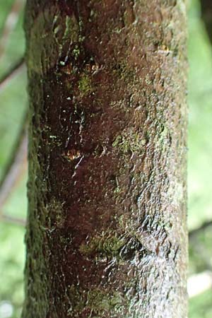 Sorbus lonetalensis \ Lonetal-Mehlbeere / Lonetal Whitebeam, D Lonetal bei/near Bissingen 9.6.2016