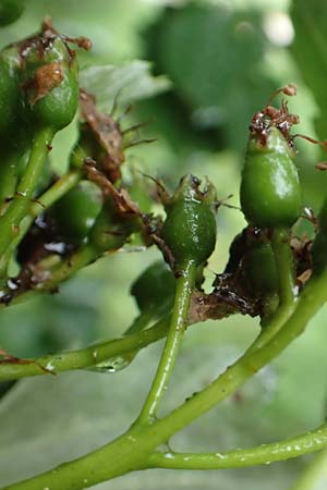 Sorbus lonetalensis \ Lonetal-Mehlbeere / Lonetal Whitebeam, D Lonetal bei/near Bissingen 9.6.2016