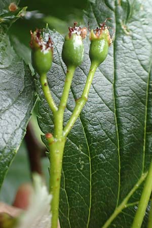 Sorbus lonetalensis \ Lonetal-Mehlbeere / Lonetal Whitebeam, D Lonetal bei/near Bissingen 9.6.2016