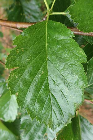 Sorbus lonetalensis \ Lonetal-Mehlbeere / Lonetal Whitebeam, D Lonetal bei/near Bissingen 9.6.2016