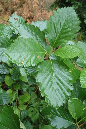 Sorbus lonetalensis \ Lonetal-Mehlbeere / Lonetal Whitebeam, D Lonetal bei/near Bissingen 9.6.2016
