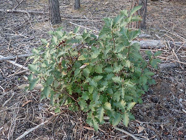 Sorbus x pinnatifida \ Bastard-Eberesche / Hybrid Whitebeam, D Mannheim 23.9.2016
