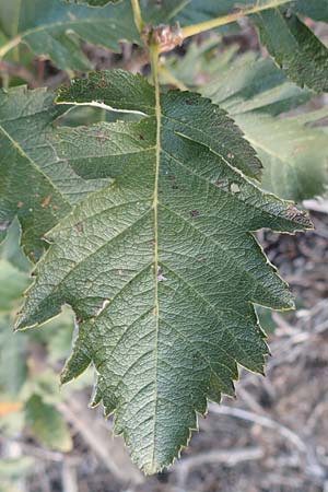Sorbus x pinnatifida \ Bastard-Eberesche / Hybrid Whitebeam, D Mannheim 23.9.2016