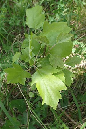 Sorbus torminalis \ Elsbeere / Wild Service Tree, D Werbach 20.5.2017