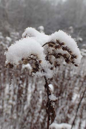 Solidago gigantea \ Sp�te Goldrute / Giant Goldenrod, D Mannheim 3.12.2017