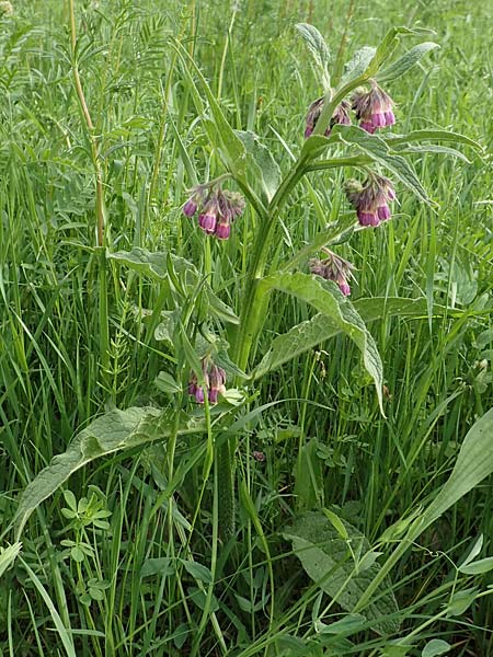 Symphytum officinale \ Gew�hnlicher Arznei-Beinwell / Common Comfrey, D Alsbach-H&auml;hnlein 28.4.2018