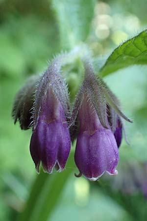 Symphytum officinale \ Gew�hnlicher Arznei-Beinwell / Common Comfrey, D Mannheim 8.5.2018